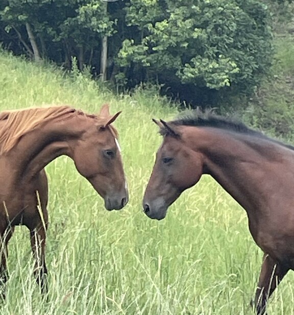 The Horse and Craft Studio Banner
